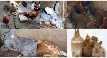 Je možné chovat králíky a slepice ve stejné místnosti, výhody a nevýhody